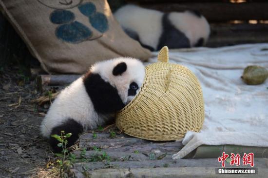 #中国新闻网#【国际熊猫日特刊】我萌我骄傲