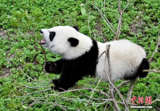 #中国新闻网#【国际熊猫日特刊】我萌我骄傲