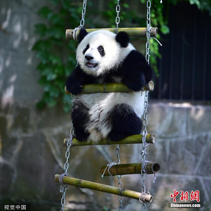 #中国新闻网#【国际熊猫日特刊】我萌我骄傲