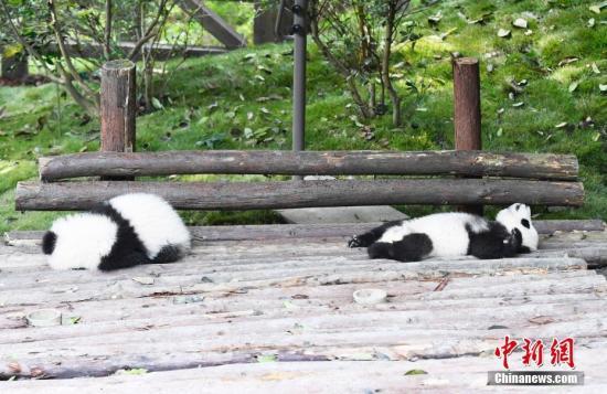 #中国新闻网#【国际熊猫日特刊】我萌我骄傲