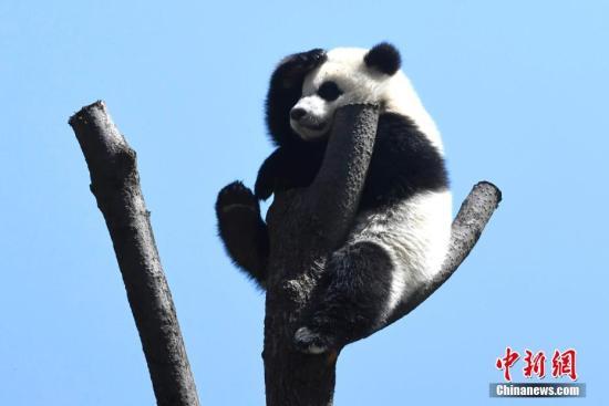 #中国新闻网#【国际熊猫日特刊】我萌我骄傲
