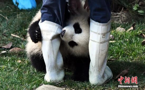 #中国新闻网#【国际熊猫日特刊】我萌我骄傲