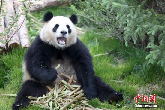 #中国新闻网#【国际熊猫日特刊】我萌我骄傲