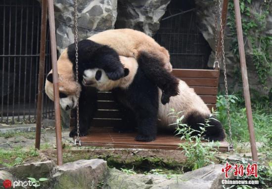 #中国新闻网#【国际熊猫日特刊】我萌我骄傲