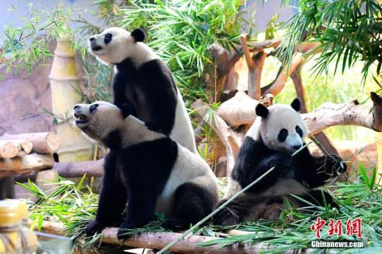 #中国新闻网#【国际熊猫日特刊】我萌我骄傲