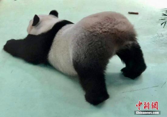 #中国新闻网#【国际熊猫日特刊】我萌我骄傲