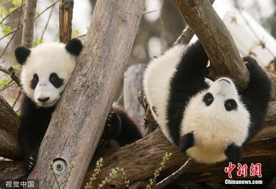 #中国新闻网#【国际熊猫日特刊】我萌我骄傲