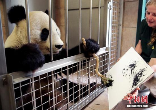 #中国新闻网#【国际熊猫日特刊】我萌我骄傲