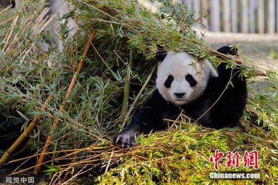 #中国新闻网#【国际熊猫日特刊】我萌我骄傲