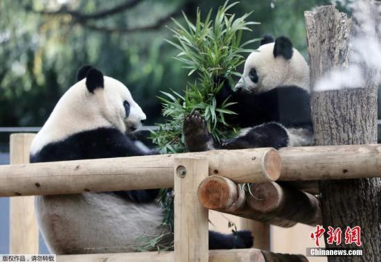 #中国新闻网#【国际熊猫日特刊】我萌我骄傲