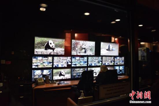 #中国新闻网#【国际熊猫日特刊】我萌我骄傲