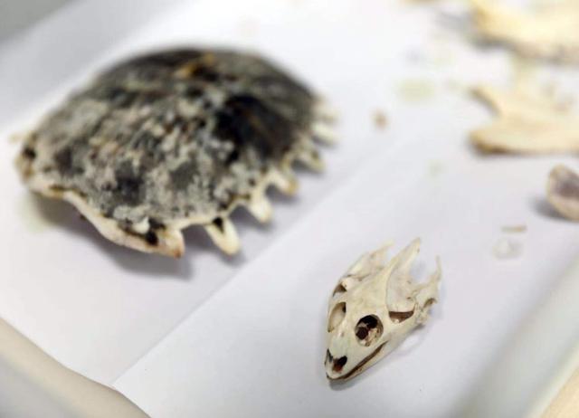 「新京报」“网红”古生物研究者卢静：用做科研的态度做科普