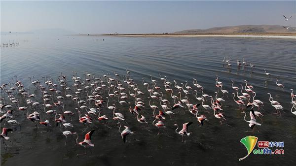 「中国青年网」大批火烈鸟途径土耳其凡湖 一字形整齐排列