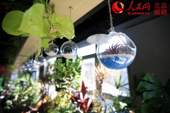 #人民网-北京频道#深秋胡同飘香 东四胡同菊花节开幕