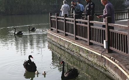 #光明网#濠河黑天鹅上演“护犊保卫战”