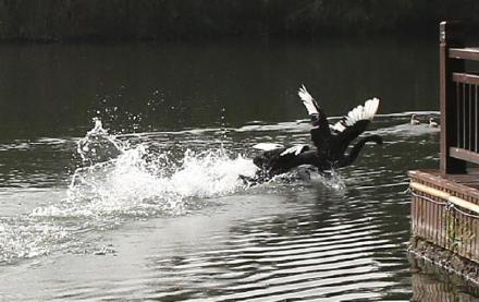 #光明网#濠河黑天鹅上演“护犊保卫战”