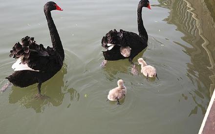 #光明网#濠河黑天鹅上演“护犊保卫战”