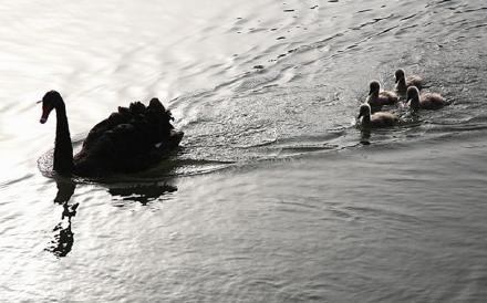 #光明网#濠河黑天鹅上演“护犊保卫战”