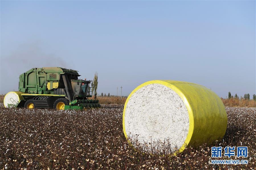 10月24日,在新疆阿瓦提县乌鲁却勒镇拉依当村,一台大型采棉机在棉田里