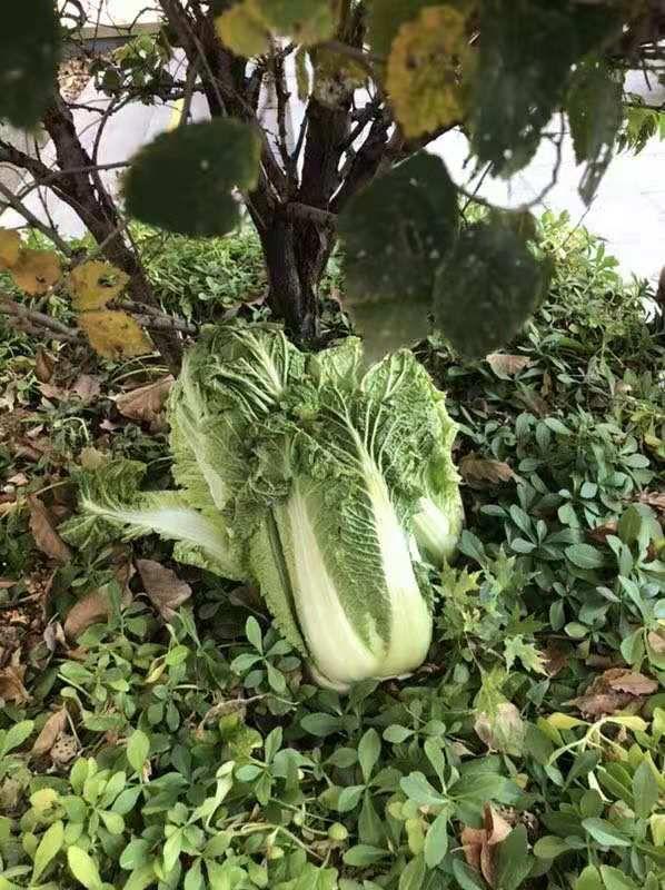 「光明网」在东北，没有一颗大白菜能活着过冬