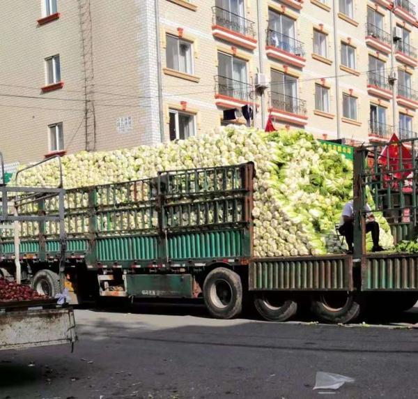 「光明网」在东北，没有一颗大白菜能活着过冬