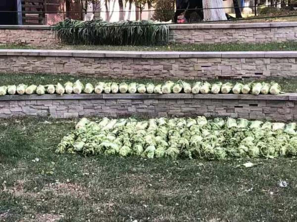 「光明网」在东北，没有一颗大白菜能活着过冬