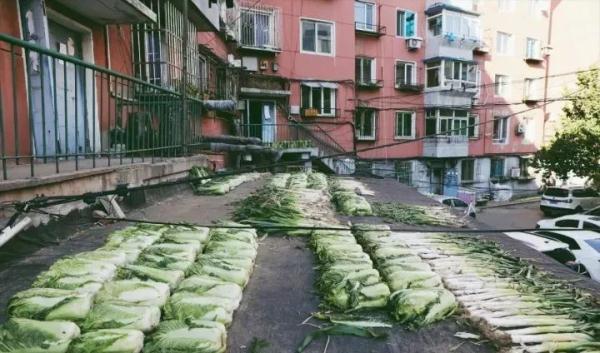 「光明网」在东北，没有一颗大白菜能活着过冬