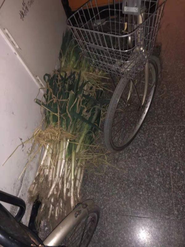 「光明网」在东北，没有一颗大白菜能活着过冬