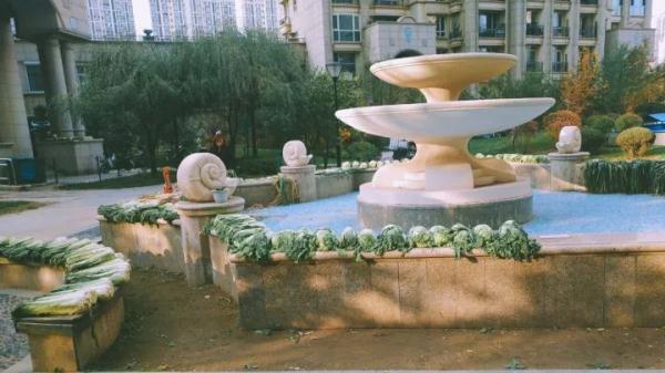 「光明网」在东北，没有一颗大白菜能活着过冬