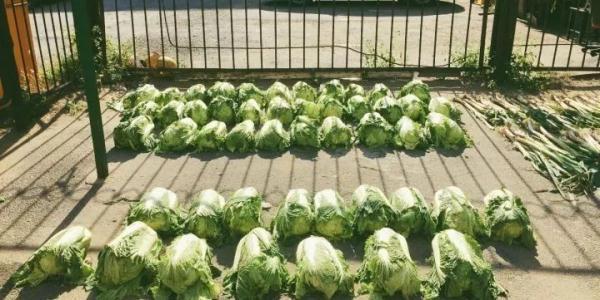 「光明网」在东北，没有一颗大白菜能活着过冬