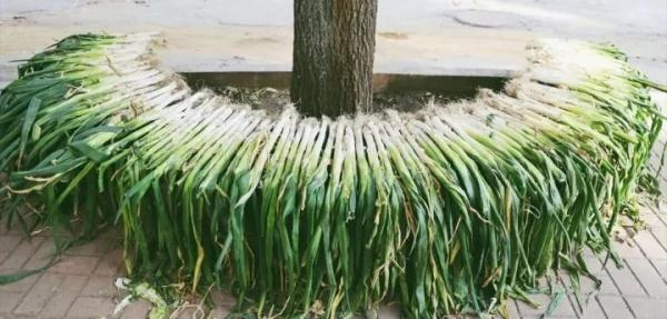 「光明网」在东北，没有一颗大白菜能活着过冬