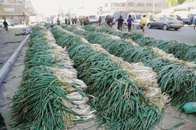 「光明网」在东北，没有一颗大白菜能活着过冬