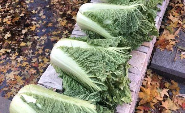 「光明网」在东北，没有一颗大白菜能活着过冬