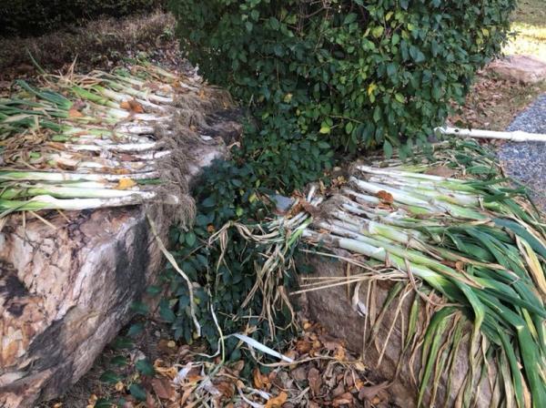 「光明网」在东北，没有一颗大白菜能活着过冬