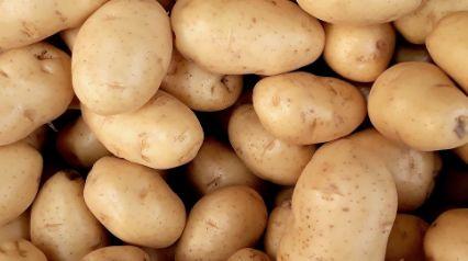 「光明网」在东北，没有一颗大白菜能活着过冬