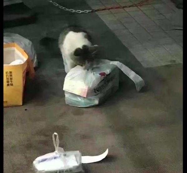 「光明网」猫咪想偷吃外卖，结果被巡逻员直接逮了回去，猫：我犯啥罪了啊