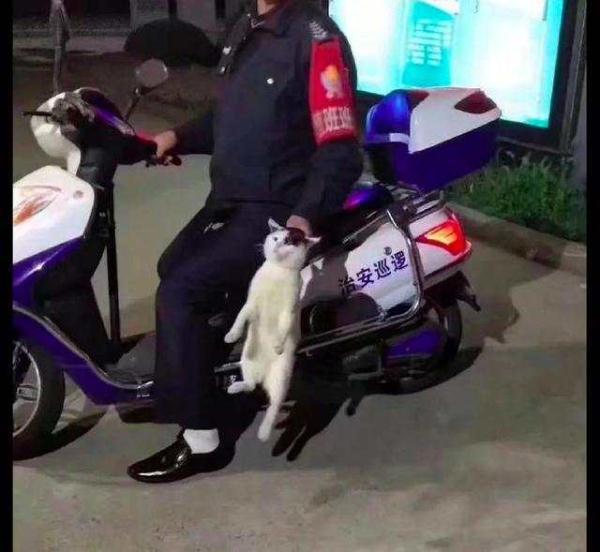 「光明网」猫咪想偷吃外卖，结果被巡逻员直接逮了回去，猫：我犯啥罪了啊