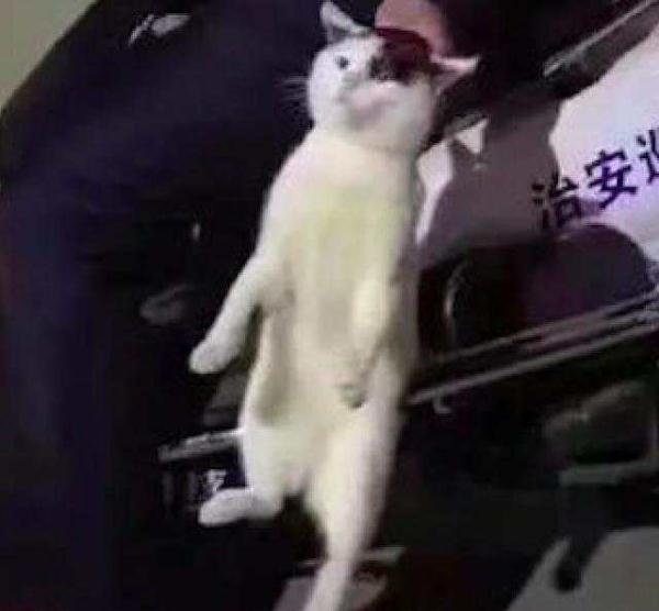「光明网」猫咪想偷吃外卖，结果被巡逻员直接逮了回去，猫：我犯啥罪了啊