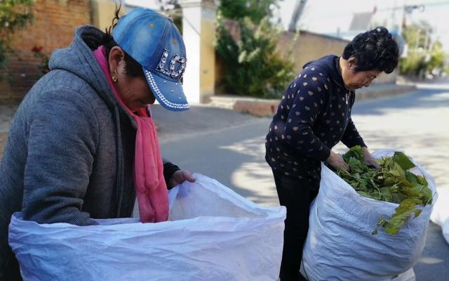 「新京报」桑叶卖进了药厂 大兴这些村的村民们乐开了花