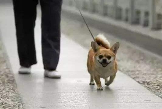 「光明网」不拴绳遛犬可罚万元 重典治“犬患”应成共识