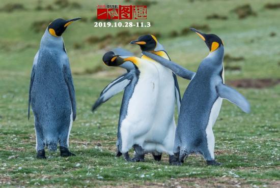 【中国新闻网】一周图趣（2019.10.28-11.3）