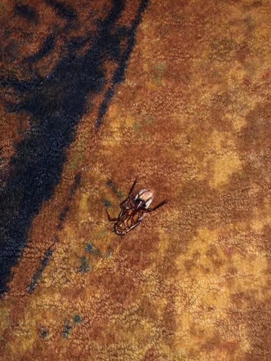 [环球网]死蟑螂、安全套……英国家庭在美国迪士尼度假，住酒店遇“煎熬”