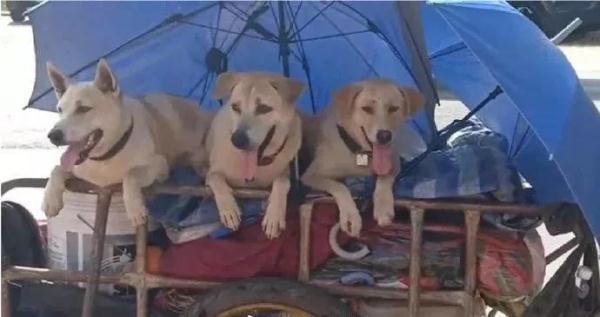 光明网@深情男子带着妻子骨灰，与三只狗一起为爱走天涯