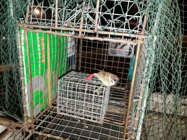 光明网：男子为挣钱动歪脑筋，自制遥控装置捕猫