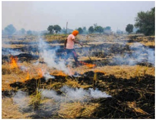 【环球网】空气污染持续严重，印度最高法院下令禁止焚烧秸秆：人们正在死去