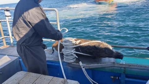 海外网@韩国一头50公斤的野猪在海里游泳 被海警拖上岸带走