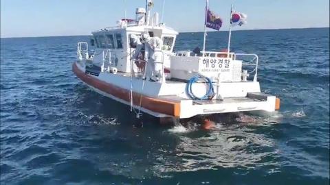 海外网@韩国一头50公斤的野猪在海里游泳 被海警拖上岸带走