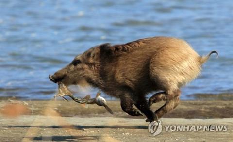 海外网@韩国一头50公斤的野猪在海里游泳 被海警拖上岸带走