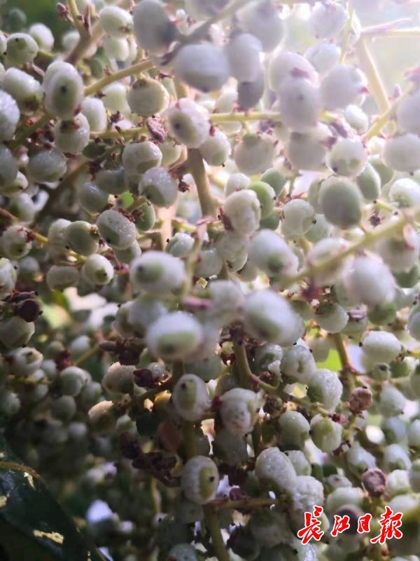 盐肤子表面像裹满了盐霜.