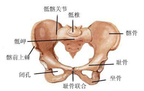 光明网@睡觉痛、翻身痛、孕晚期耻骨疼，原来是生憋，怪不得这么痛